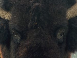 close up of buffalo head