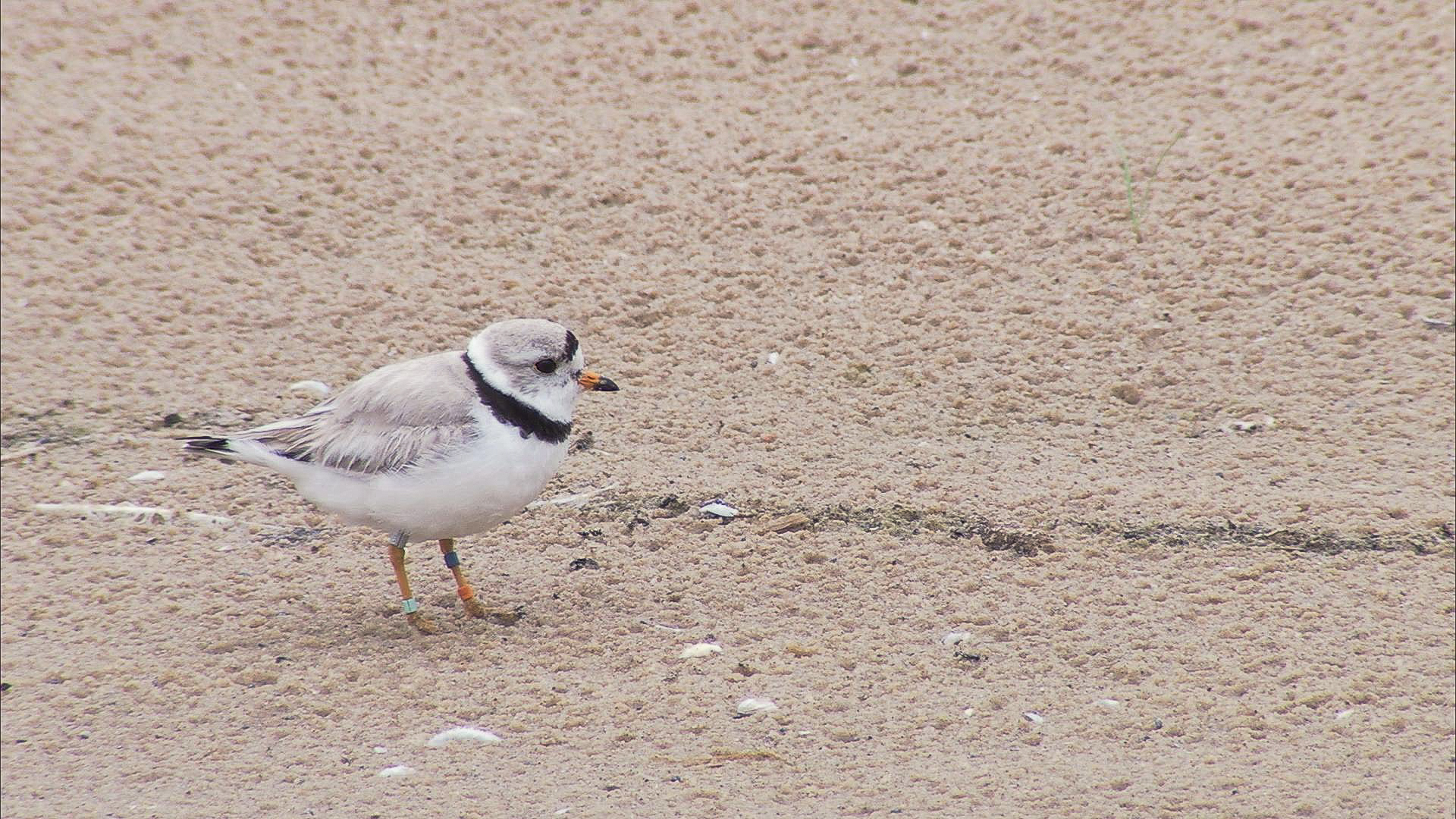 piping plover at the great lakes