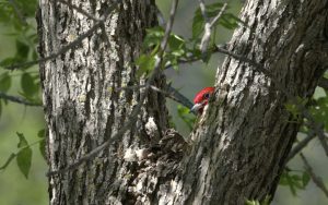 red headed woodpecker in tree