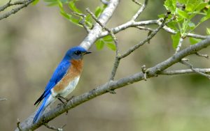 bluebird sitting on branch
