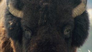 lookinga buffalo in the eyes