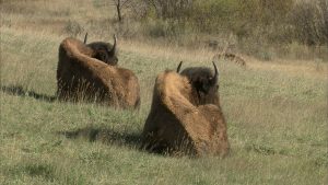 buffalo sleeping on theodore roosevelt national park