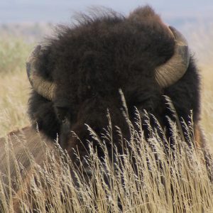 buffalo in wheat grass